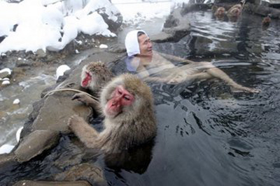 日本北海道猕猴泡温泉表情销魂