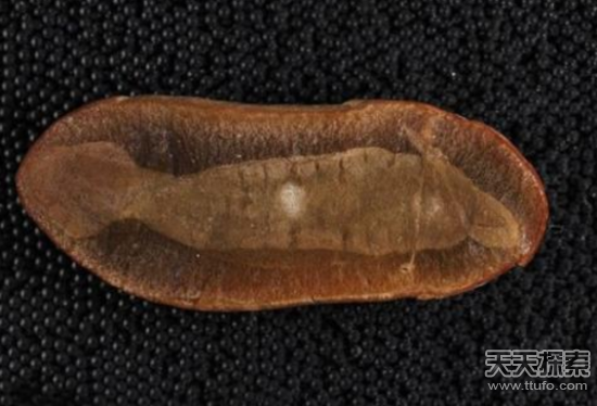走进史上最诡异的生物塔利怪兽 外形酷似挖掘机