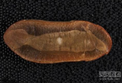 走进史上最诡异的生物塔利怪兽 外形酷似