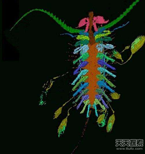 走进史上最诡异的生物塔利怪兽 外形酷似挖掘机